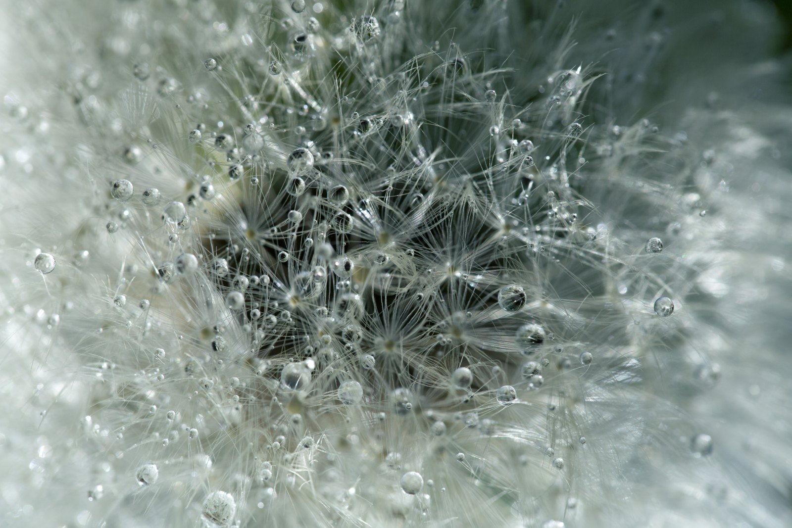 Aigrettes de pissenlit