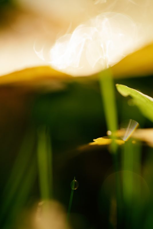 Goutte d'eau et Fleur de lumière