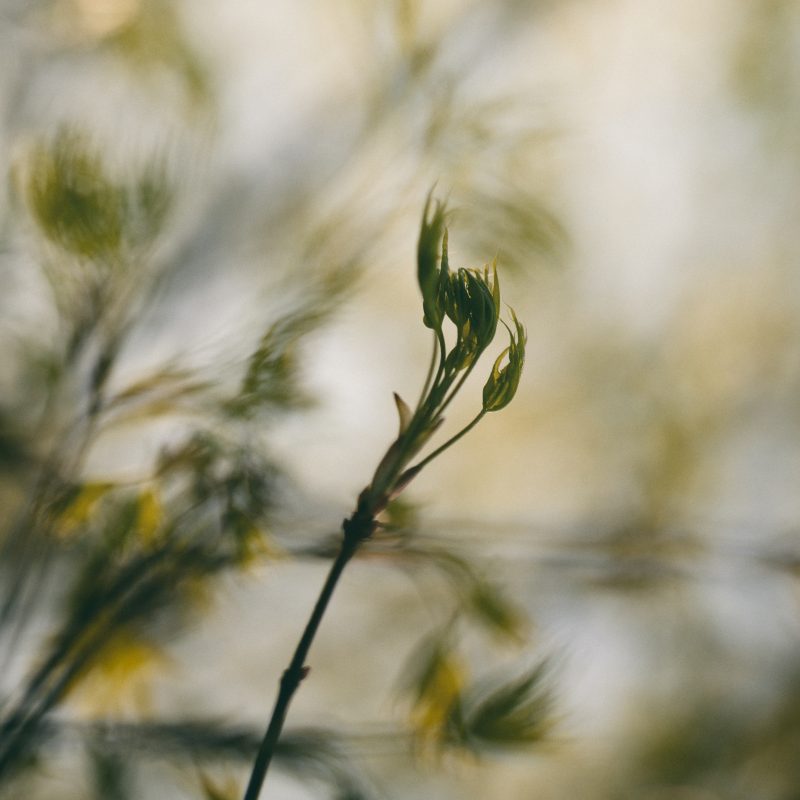 Jeune pousse d'érable