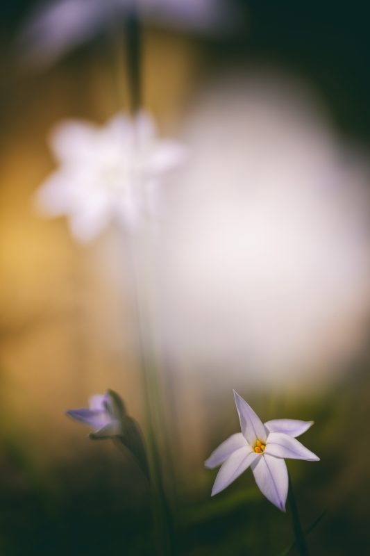 Etoile du printemps III