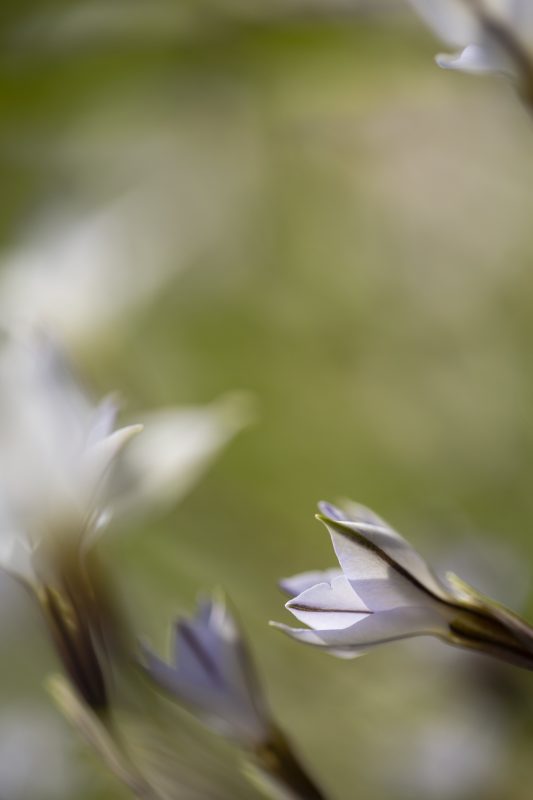 Etoile du printemps II