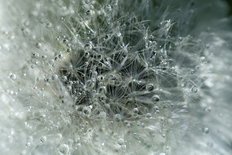 Aigrettes de pissenlit