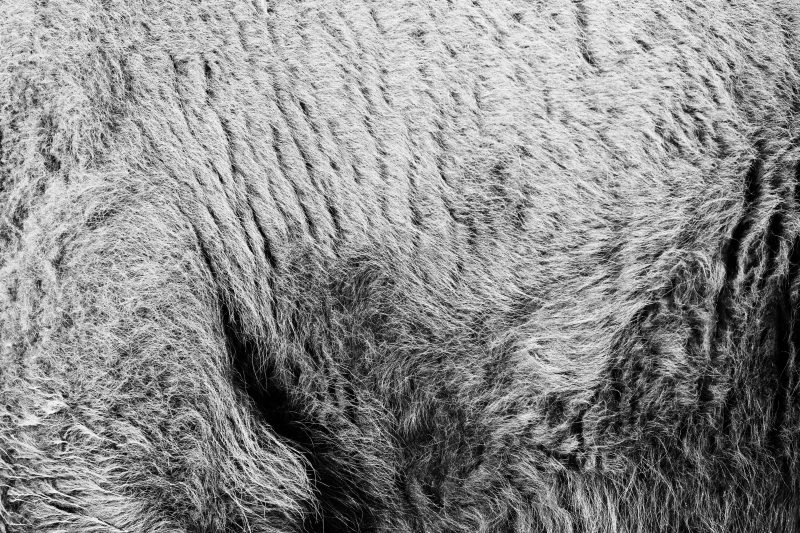 Poils de bison