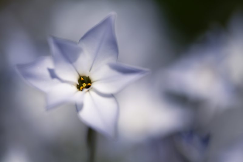 Etoile du printemps I