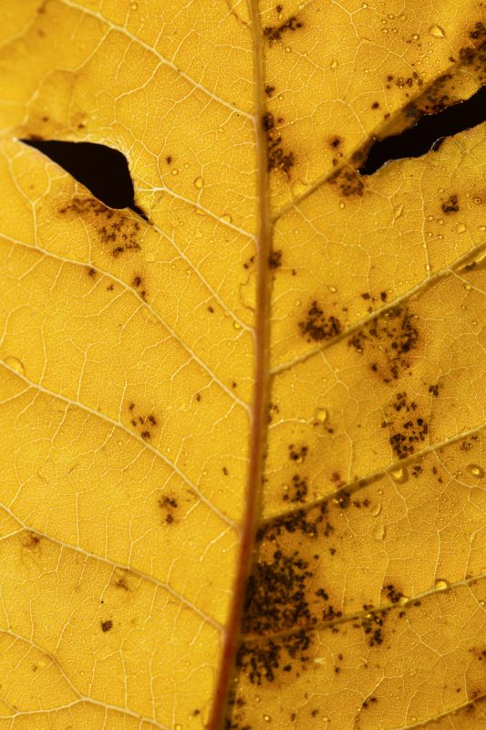 Masque jaune aux yeux noirs