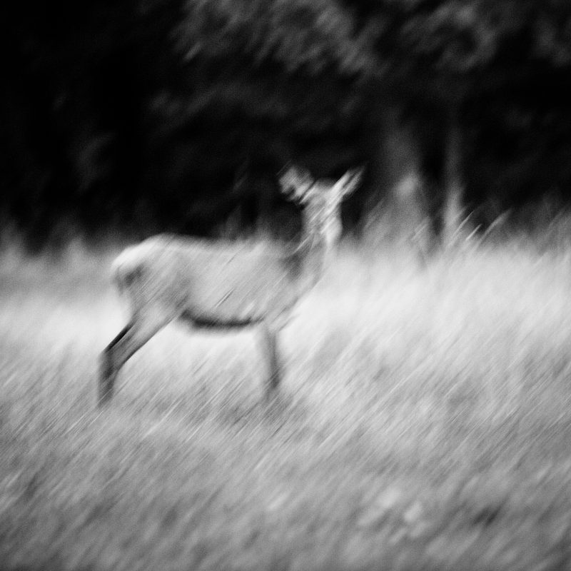 Biche aux aguets